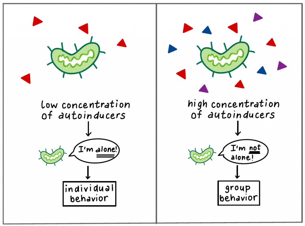 <p>As the number of bacteria increases (bacteria reproduce), the concentration of <strong>autoinducers</strong> (a type of ligand produced by bacteria) increases. </p><p>Once the autoinducer concentration reaches a certain threshold, the entire bacterial population’s gene expression changes. </p><p>The autoinducer binds to a receptor which changes the gene expression of the bacteria. </p>