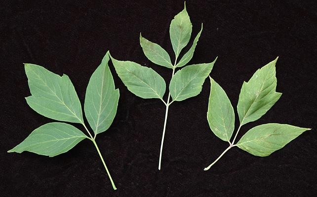 <p><em>Acer negundo</em></p>