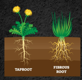 <p>Taproot system</p><ul><li><p>Root system that comprises of one primary root and several secondary roots branching off the primary root.</p></li><li><p>Allows plant to reach far underground for water. </p></li><li><p>Eg. carrots, beets</p></li></ul><p>Fibrous root system</p><ul><li><p>Root system that has several primary and secondary roots of similar size.</p></li><li><p>Since roots spread out horizontally near surface —&gt; allows plant to have large SA to take up water from surface of soil</p></li><li><p>Fibrous roots stabilize soil + prevent erosion/landslides.</p></li><li><p>Eg. grass, onion</p></li></ul><p></p>