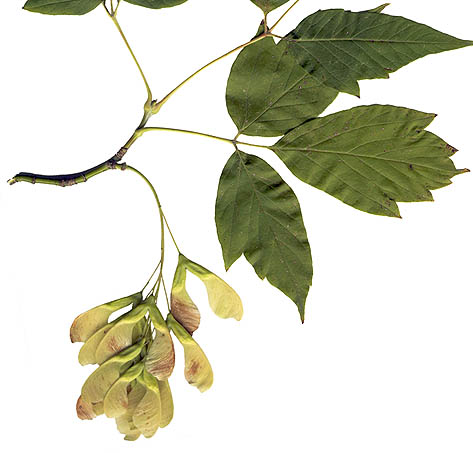 <p>Boxelder</p>