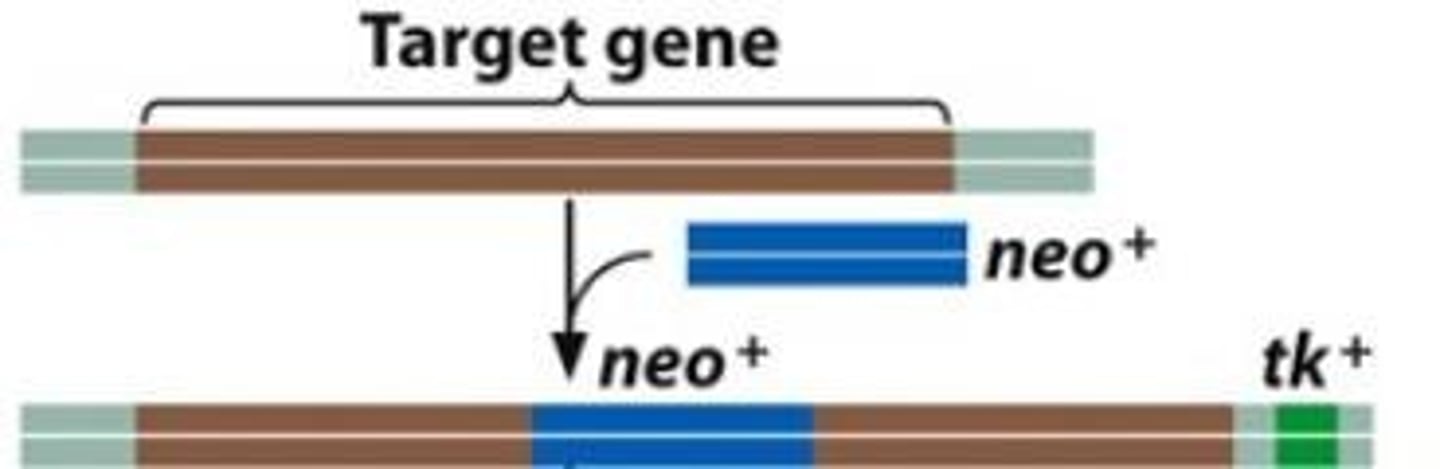 <p>The neomycin resistance gene disrupts the target gene, making it a null mutant allele.</p>