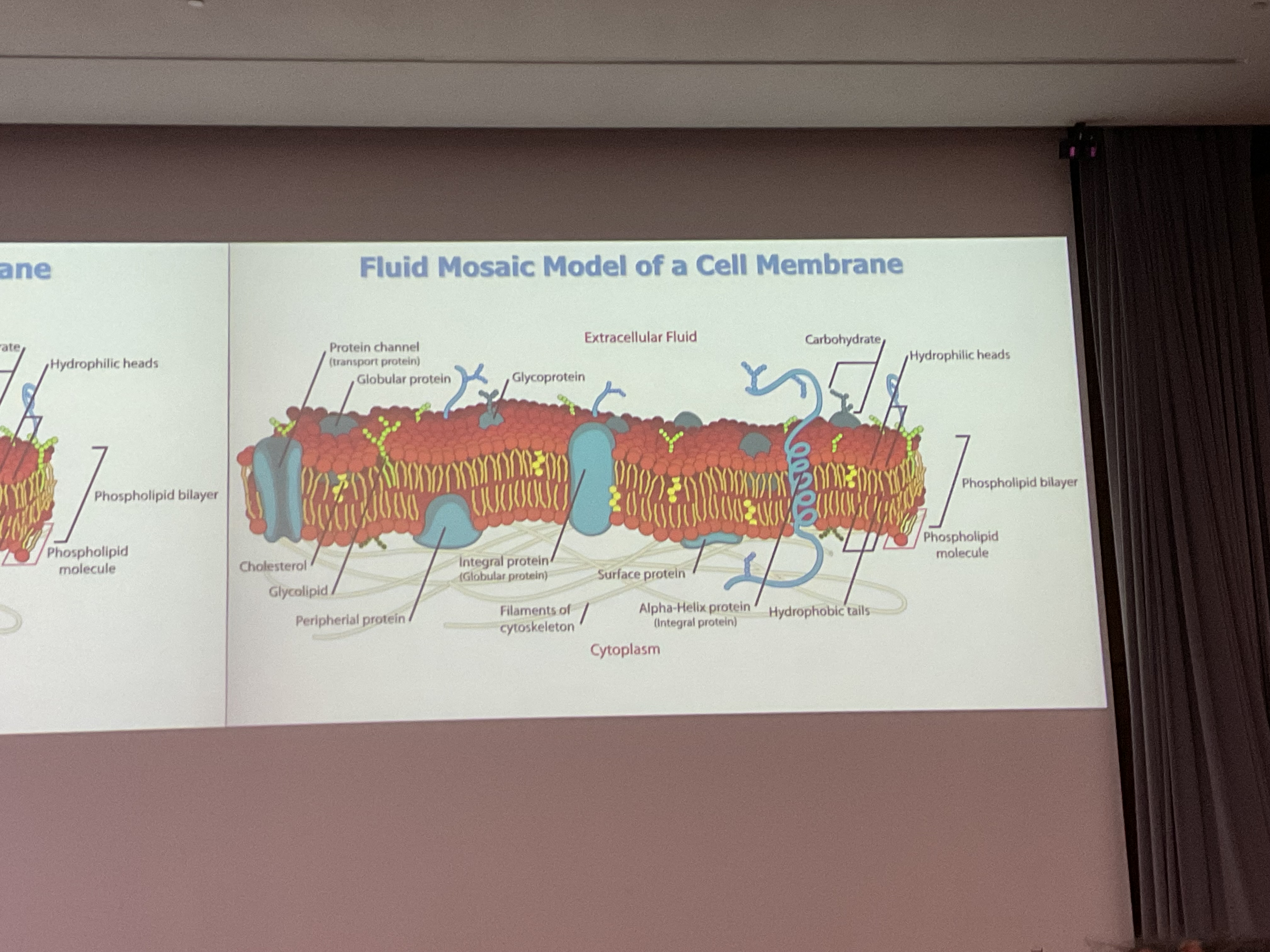 <p>The membrane is a Fluid Mosaic Model:</p><p>Fluids:lipids and proteins</p>