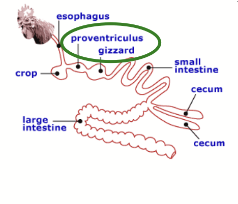 <p>Glandular portion: proventriculus.</p><p>Muscular portion: gizzard.</p>