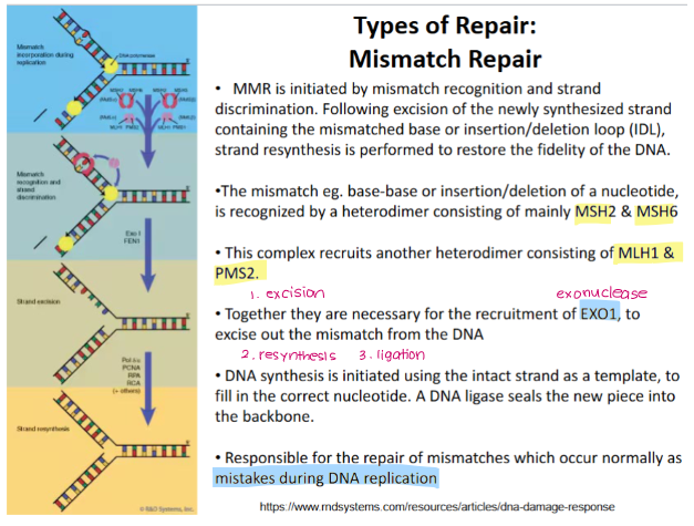 <p><strong>Excision</strong></p><ul><li><p>Dimer (MSH2 and MSH6) recognises mismatch</p></li><li><p>Complex recruits another dimer (MLH1 and PMS2)</p></li><li><p>Both dimers together recruit <strong>EXO1 (exonuclease) </strong>which excises the mismatch out from the strand</p></li></ul><p></p><p><strong>Resynthesis and Ligation</strong></p><ul><li><p><strong>DNA polymerase</strong> fills in gaps using intact strand as a template</p></li><li><p><strong>DNA ligase </strong>seals nicks in strand</p></li></ul><p></p>