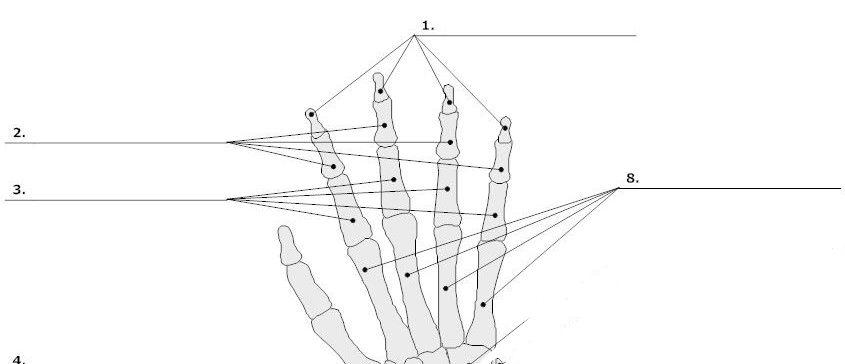 <p>This is a _____ (right/left) hand. (Restate the question)</p>