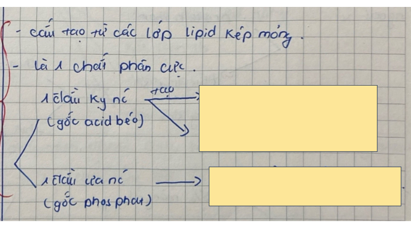 <p>Cấu hình phospholipid thuộc lipid</p>