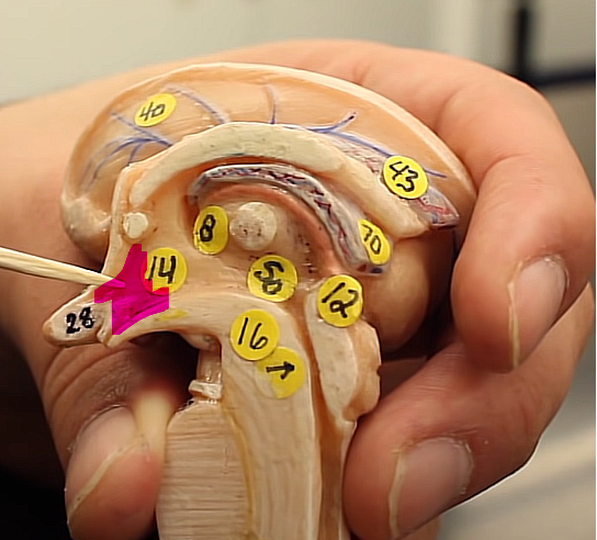 <p>brain organization pg.~434</p><p>what is this structure</p>