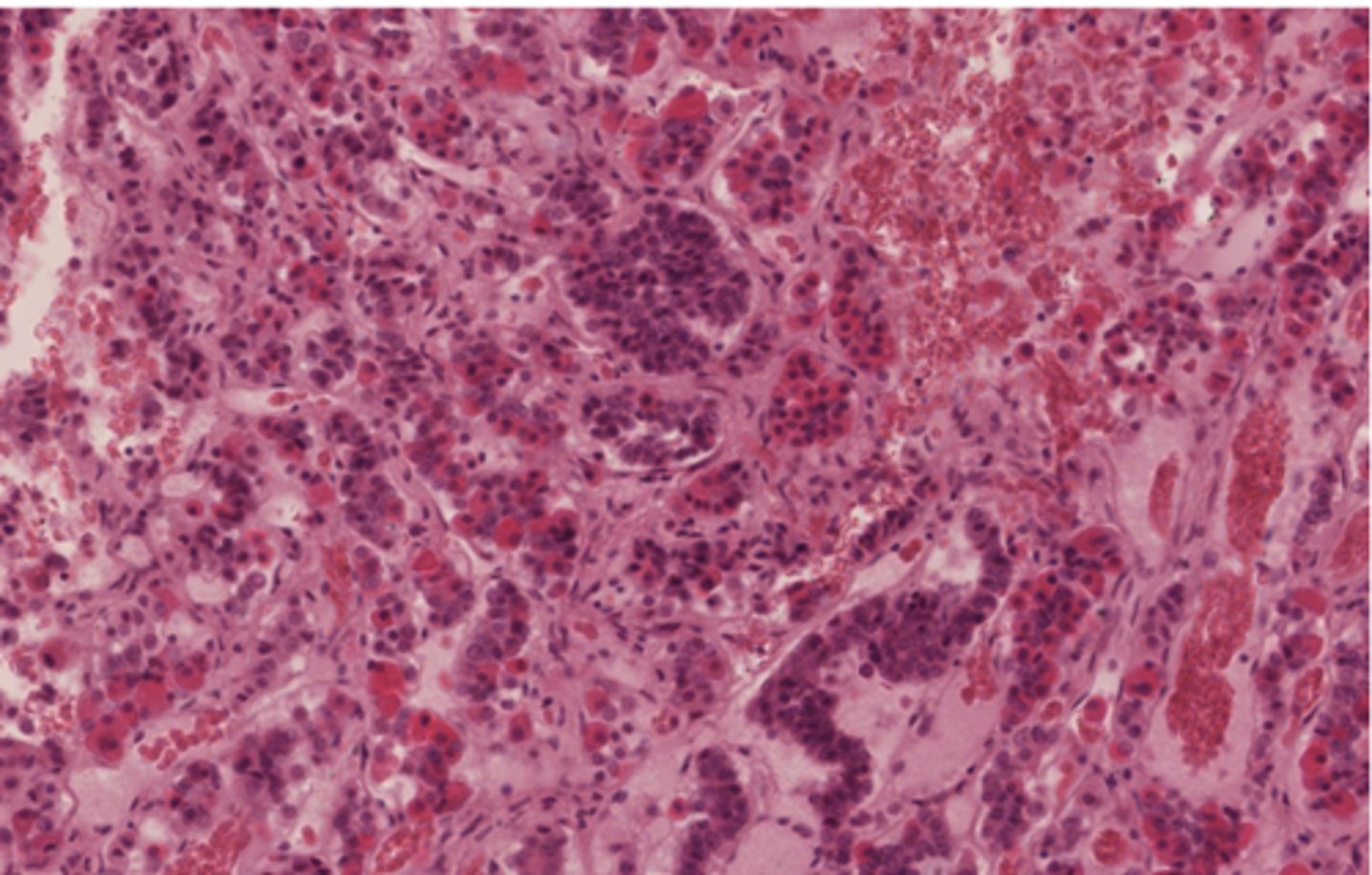 <p>What are the hallmarks of endocrine organs?</p>