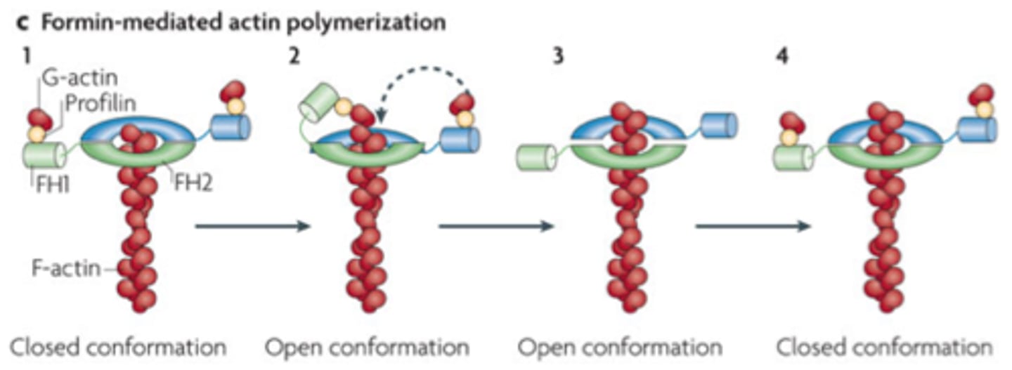 <p>Abbreviation for Formin Homology (domain) 1</p><p>Acts as a lasso to bring in Profilin-bound ATP-Actin for polymerization</p>