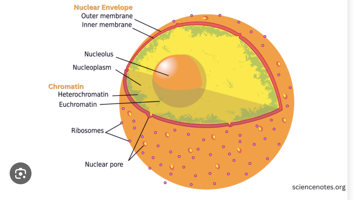 <p>Nucleus</p>