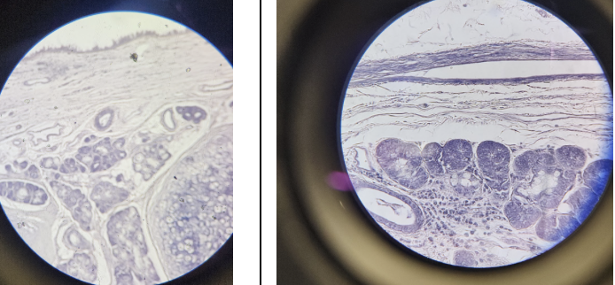 <p>Name this connective tissue type</p>