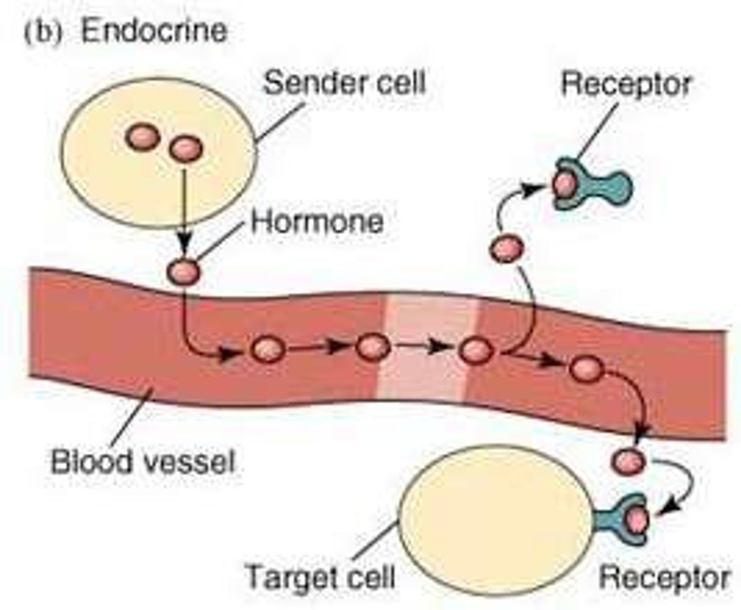 <p>Hormones secreted into the bloodstream at low concentrations (10^-12 - 10^-9 M) without cell-cell contact, requiring high affinity receptors.</p>