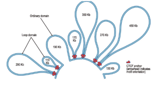 <p>establish chromatin boundaries between enhancer/promoter loops (found at the base of large DNA loops)</p>