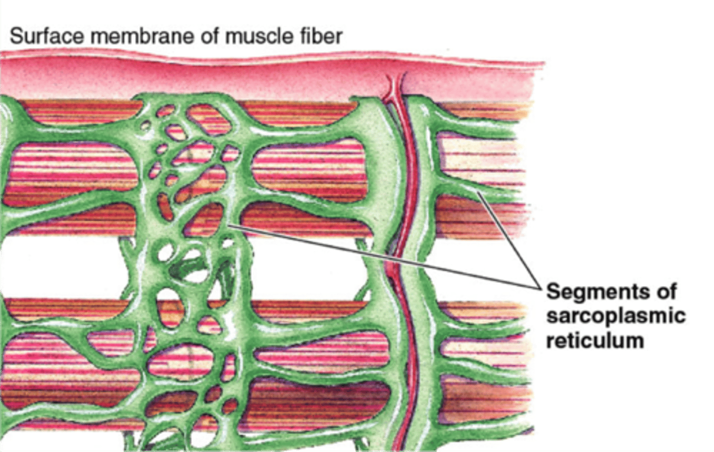 <p>specialized endoplasmic reticulum of muscle cells that stores calcium</p>