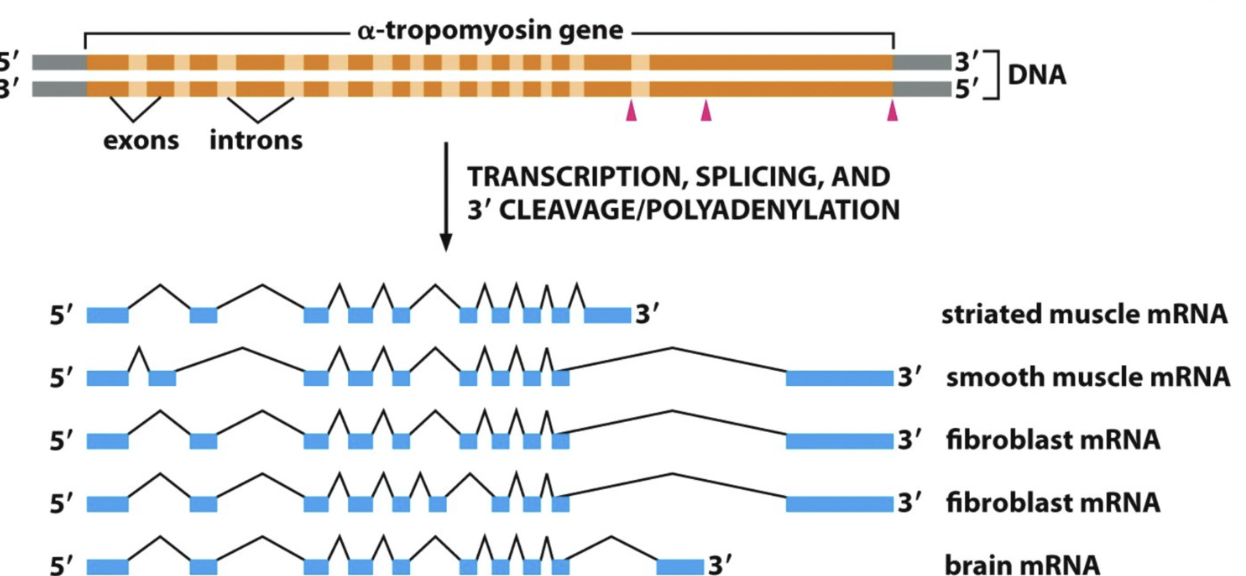 <p>Generating diverse protein products from single gene</p><ul><li><p>removal of introns and rejoining of exons</p></li></ul><ul><li><p>different introns and exons spliced for different cells</p></li><li><p>“splice variants” expressed in different cells/tissues</p><ul><li><p>response to different signals at different steps of development</p></li></ul></li><li><p>(in nucleus)</p></li></ul><p></p>