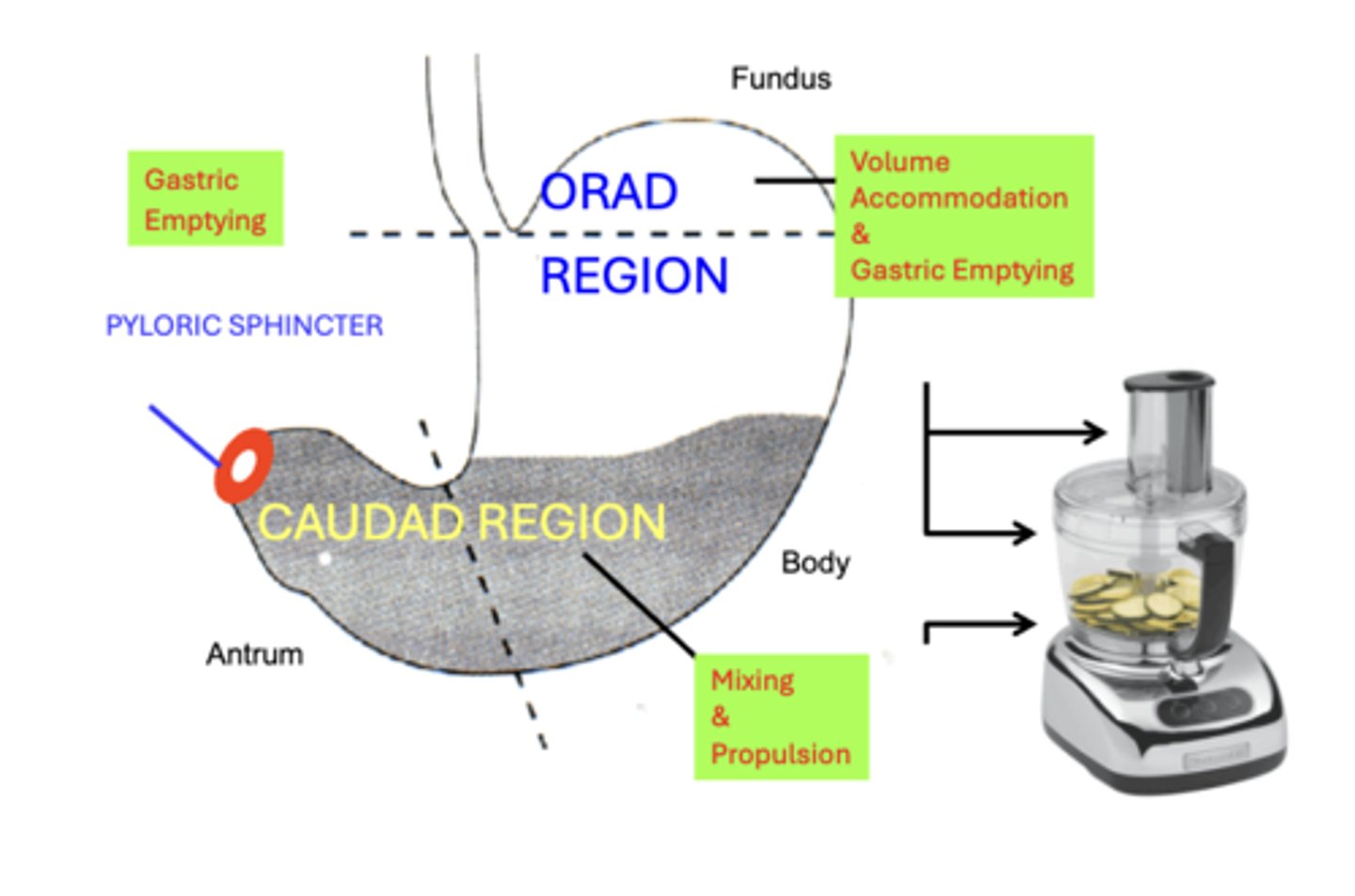 <p>- Orad Region: Volume Accommodation &amp; Gastric Emptying</p><p>- Caudad Region: Mixing &amp; Propulsion</p><p>- Pyloric Sphincter: Gastric Emptying</p>
