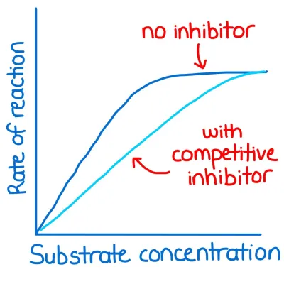 <ul>
<li>similar shape to substrate ∴ complementary shape to active site </li>
<li>binds to active site instead of substrate </li>
<li>can be irreversible or reversible </li>
<li>slows down the ROR as there is competition between inhibitor and substrate for active site </li>
<li>effects can be overcome by adding more substrate</li>
</ul>