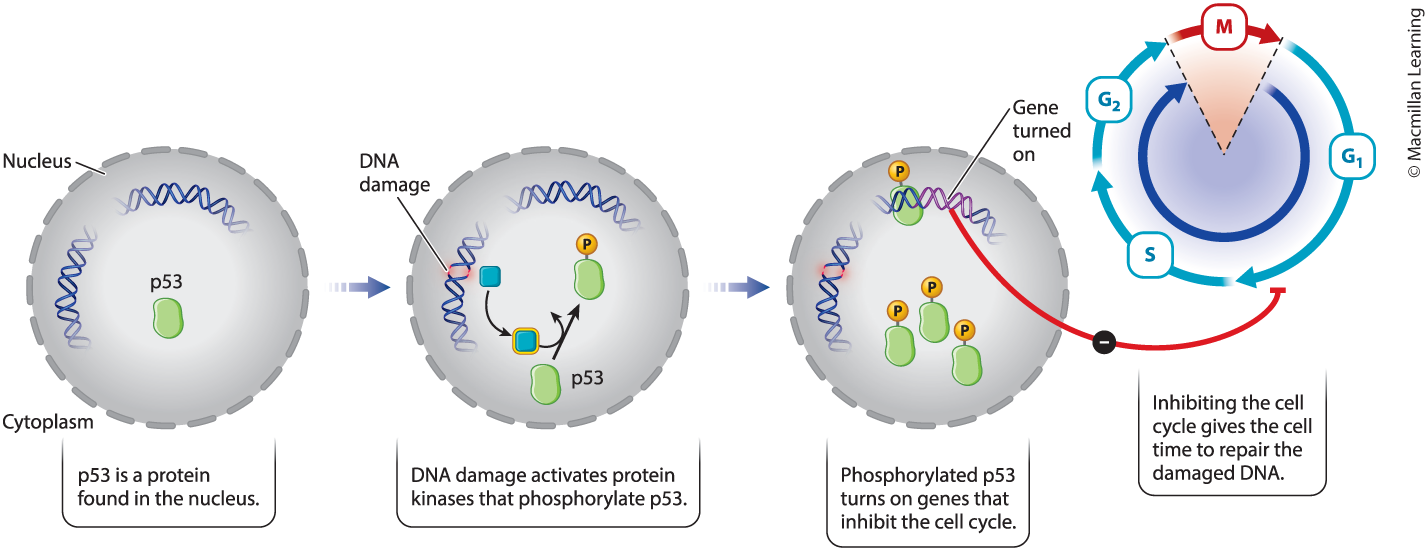 <p>DNA damage checkpoint: p53 is a protein found in the nucleus. DNA damage activates protein kinases that phosphorylate p53. Phosphorylated p53 turns on genes that inhibit the cell cycle. Inhibiting the cell cycle gives the cell time to repair the damaged DNA.</p>