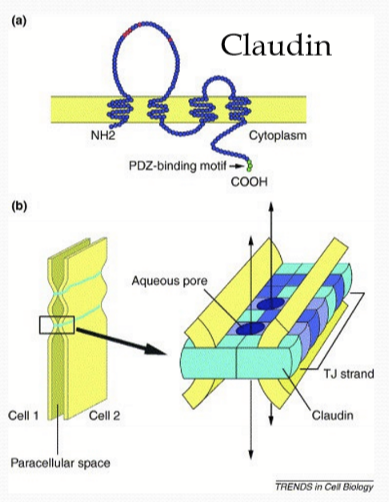 <p>A transmembrane, tight junctional proteins that form pores that allow ion and water movement, but restrict diffusion of proteins and larger molecules </p>