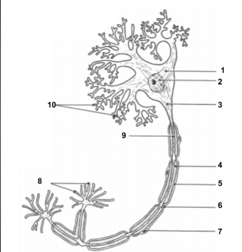 <p><span>Node of Ranvier (6):</span></p>
