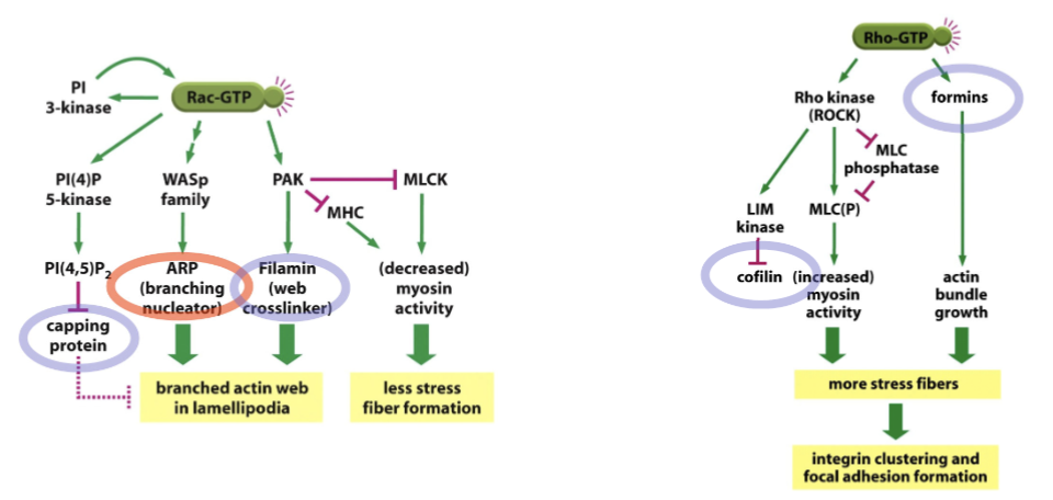 <p>universal principles of cell motility: F-actin assembly and myosin contractility is controlled by these. </p><p>Rac: active at the front of the cell and Rho: active at the back of the cell; they regulate each other</p>