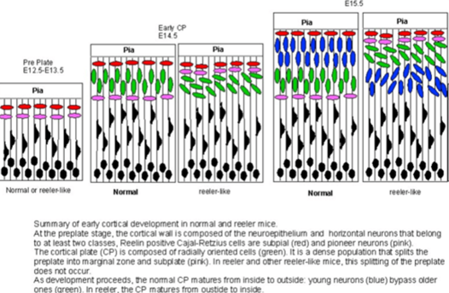 <p>§ Normaal migreren de neuronen naar boven -&gt; gaan tussen marginal zone en subplate zitten (die normaliter splitsen) -&gt; nieuwe neuronen migreren over oude heen</p><p>§ <strong>Bij een reeler muis splitsen de subplaat en de marginal zone niet!!!!!</strong></p><p>· → Neuronen geboren aan onderkant migreren naar boven, hopen bovenin op, nieuwe neuronen komen daardoor <strong>onder oude</strong> terecht! Daar door geen inside-out organisatie maar <strong>outside-in</strong></p><p>· Dus <strong>niet gebeuren van de splitsing </strong>zorgt voor een <strong>omgekeerde layering</strong>. Dit is <strong>geassocieerd met autisme!</strong></p><p>o Uit die split van die plaat moet dus een signaal komen dat ervoor zorgt dat de neuronen gaan migreren. Er is nog niet helemaal duidelijk wat dit is.</p>