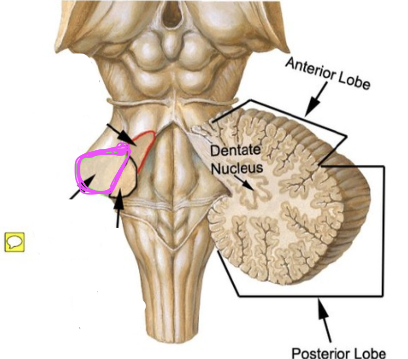 <p><span><em>brachium pontis, is the largest peduncle and connects the basilar part of the pons to the cerebellum. Its fibers are entirely input.</em></span></p>