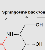 <p><span style="background-color: transparent;"><span>lipids that contain a sphingosine backbone</span></span></p>