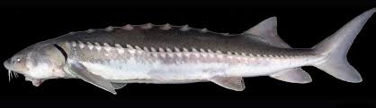 <p><span><span>Native to several large North American rivers that drain to the Pacific Ocean. Reproducing populations have been documented along the West Coast, from northern Mexico up to the Aleutian Islands in Alaska.</span></span></p>