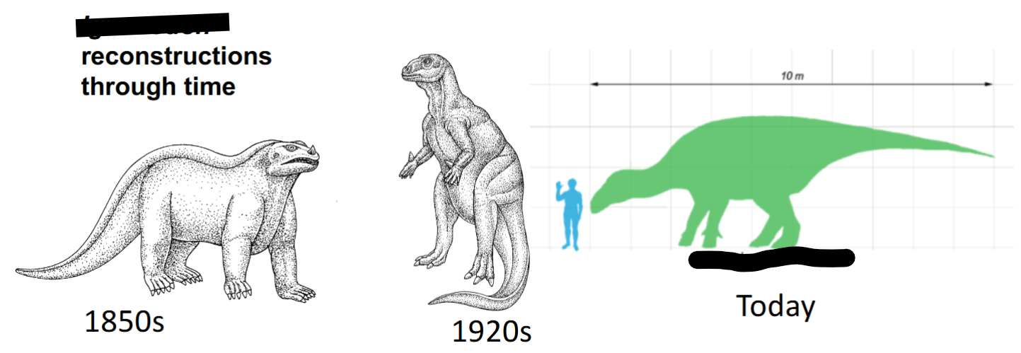 <p>Novelty: Loss of upper front teeth (shared with Hadrosaurids); a member of this group was the <span><span>second dinosaur ever named; our understanding of it shifted over time; it’s an Ornithopod</span></span></p>