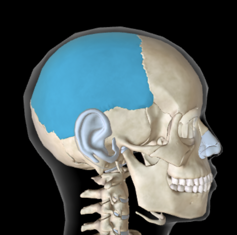 <p>Which bone is this?</p>