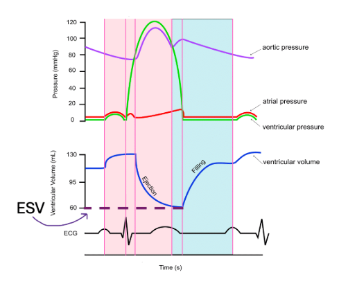 <p>is the <u>amount</u> of blood remaining in the ventricles at the <span style="font-size: inherit"><strong>end of systole </strong>(hence the name)</span> after the ventricles have contracted. It indicates the efficiency of the heart's pumping ability. A lower ESV typically means the heart is contracting more effectively, while a higher ESV may indicate heart dysfunction.</p><p></p><p>In the diagram below, ESV is equal to 60 mL. You do not need to memorize this number.</p>