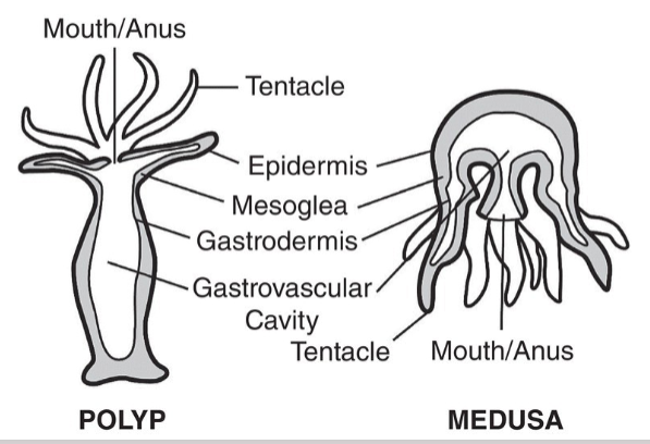 <ul><li><p><strong>Unique Traits:</strong> Stinging cells (<em>nematocysts</em>), radial symmetry.</p></li><li><p><strong>Anatomy:</strong> Two layers (epidermis, gastrodermis), gastrovascular cavity.</p></li><li><p><strong>Reproduction:</strong> Alternates between <strong>polyp (sessile)</strong> and <strong>medusa (free-swimming)</strong> forms.</p></li><li><p><strong>Diversity:</strong> Corals (build reefs), anemones (sessile), Portuguese man-of-war (colonial), jellyfish (medusa).</p></li></ul><p></p>