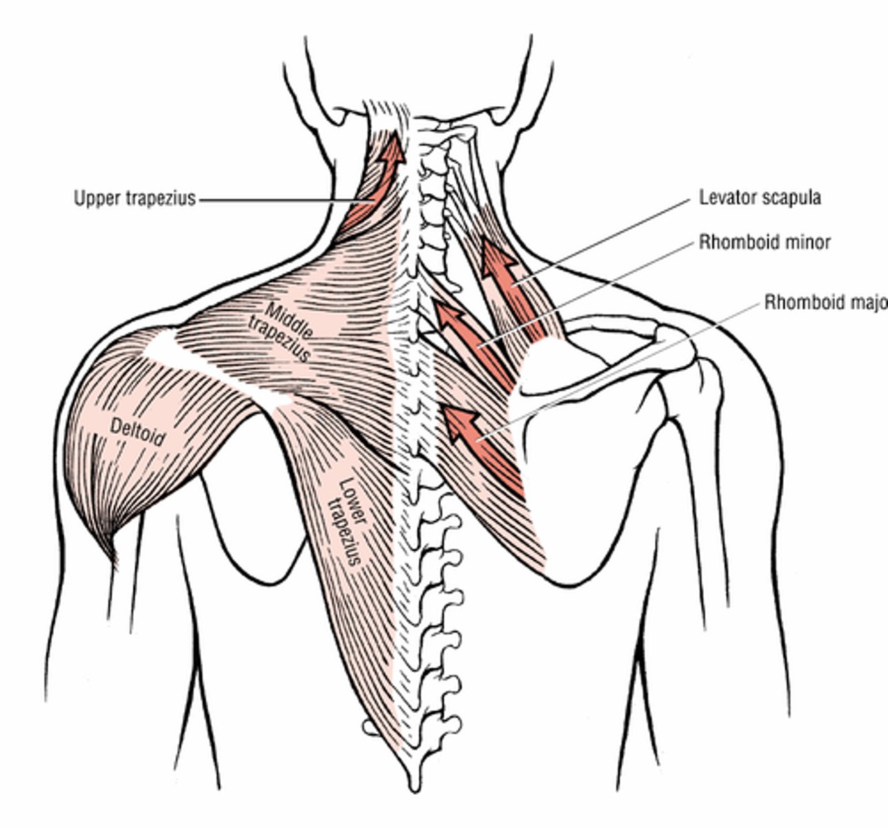 <p>Upper trapezius, levator scapulae, rhomboids</p>