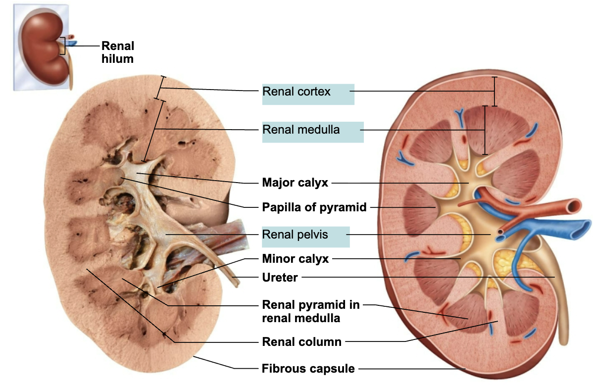 <ol><li><p><span style="color: blue;"><strong><span>Renal cortex</span></strong></span>: granular-appearing superficial region</p></li><li><p><span style="color: blue;"><strong><span>Renal medulla</span></strong></span>: deep to cortex, composed of cone-shaped <span style="color: blue;"><strong><span>medullary (renal) pyramids</span></strong></span></p></li><li><p><span style="color: blue;"><strong><span>Minor calyces</span></strong></span><span style="color: rgb(0, 0, 0);"><span>: drain urine into the major calyces</span></span></p></li><li><p><span style="color: blue;"><strong><span>Major calyces</span></strong></span><span style="color: rgb(7, 7, 7);"><span>: collect urine and drain into the renal pelvis</span></span></p></li><li><p><span style="color: blue;"><strong><span>Renal pelvis</span></strong></span><span style="color: rgb(7, 7, 7);"><span>: kidney that receives urine from major calyces; continuous with the ureter leaving the renal hilum</span></span></p></li></ol><p></p>