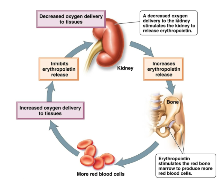 <p>Regulated by negative feedback mechanism: production matches destruction. In case of blood loss, the rate of RBC is increased. Kidney cells sense reduced oxygen and produce the hormone erythropoietin. Erythropoietin stimulates the red bone marrow to produce more RBCs. The increased oxygen-carrying capacity of the blood inhibits production of erythropoietin.</p>