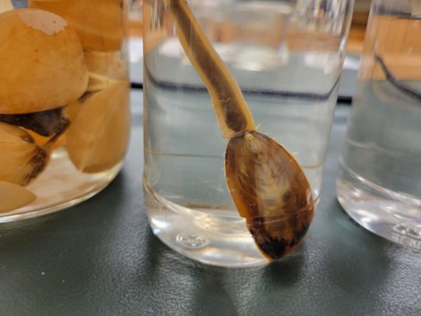 <p>Identify taxonomy</p>