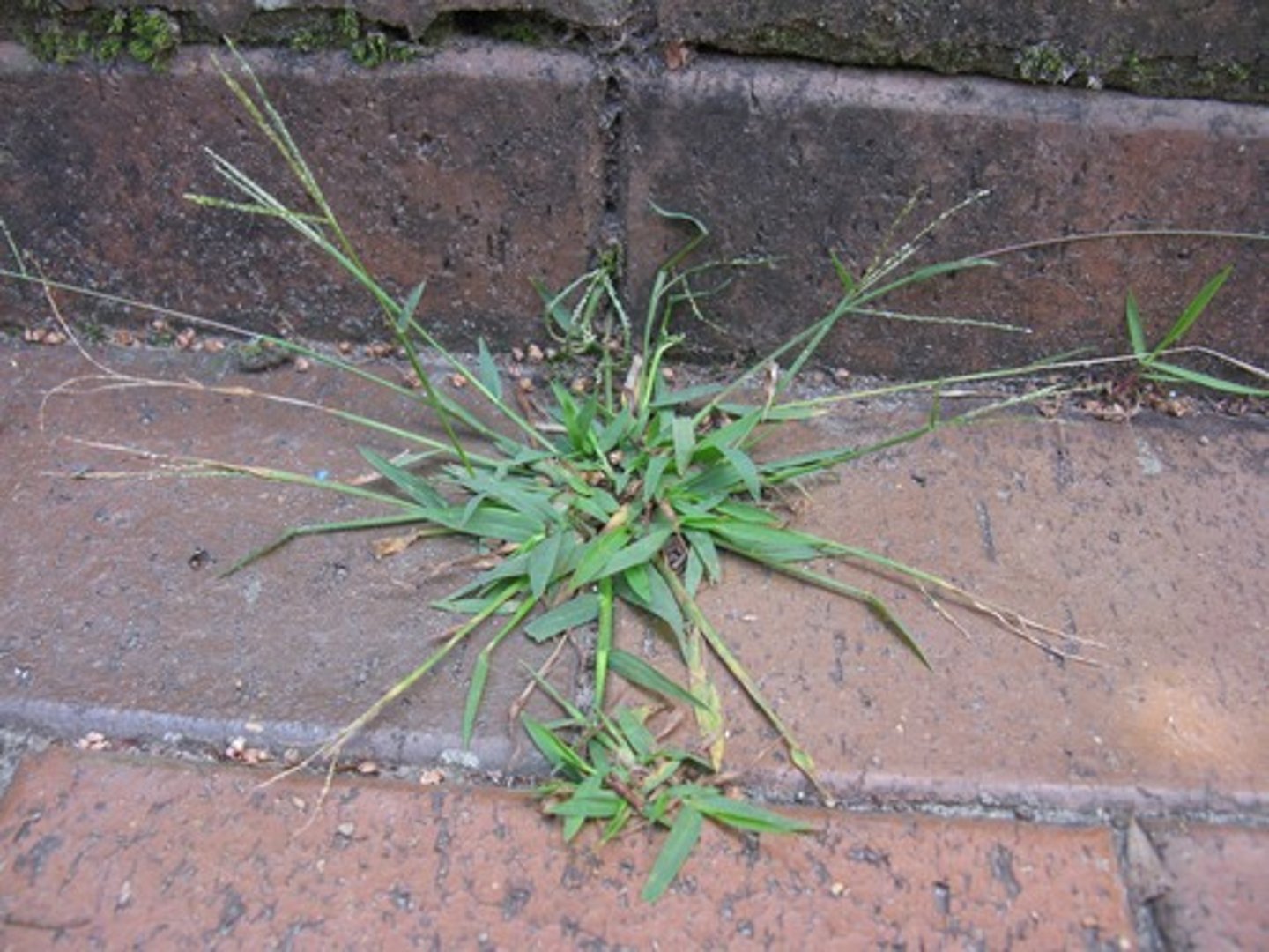 <p>Digitaria spp.<br>food for birds and animals<br>Native/some introduced<br>Grass</p>