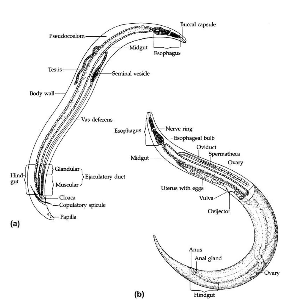 <ol><li><p>roundworm </p></li><li><p>elongate, cylindrical, both ends tapered.</p></li><li><p>“tube within tube” </p><ul><li><p>body wall</p></li><li><p>digestive tract </p></li></ul></li></ol><p></p>