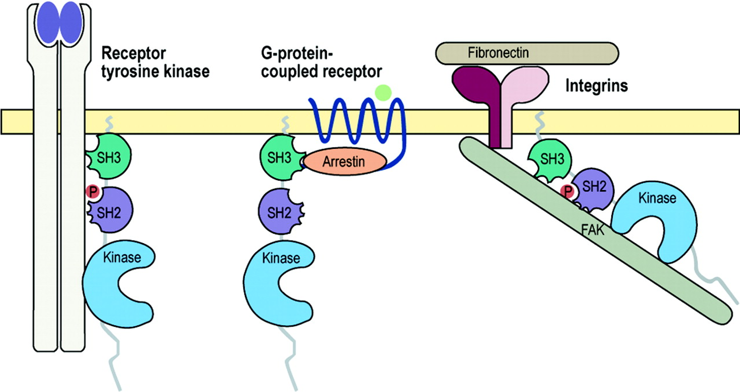 Src increases activation of upstream receptors. Physical association and localization of proteins is important in signaling cascades.