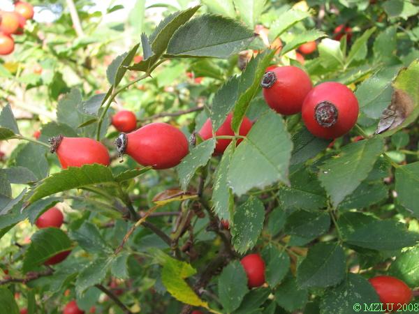 <p><span><em>Rosa canina</em></span></p>