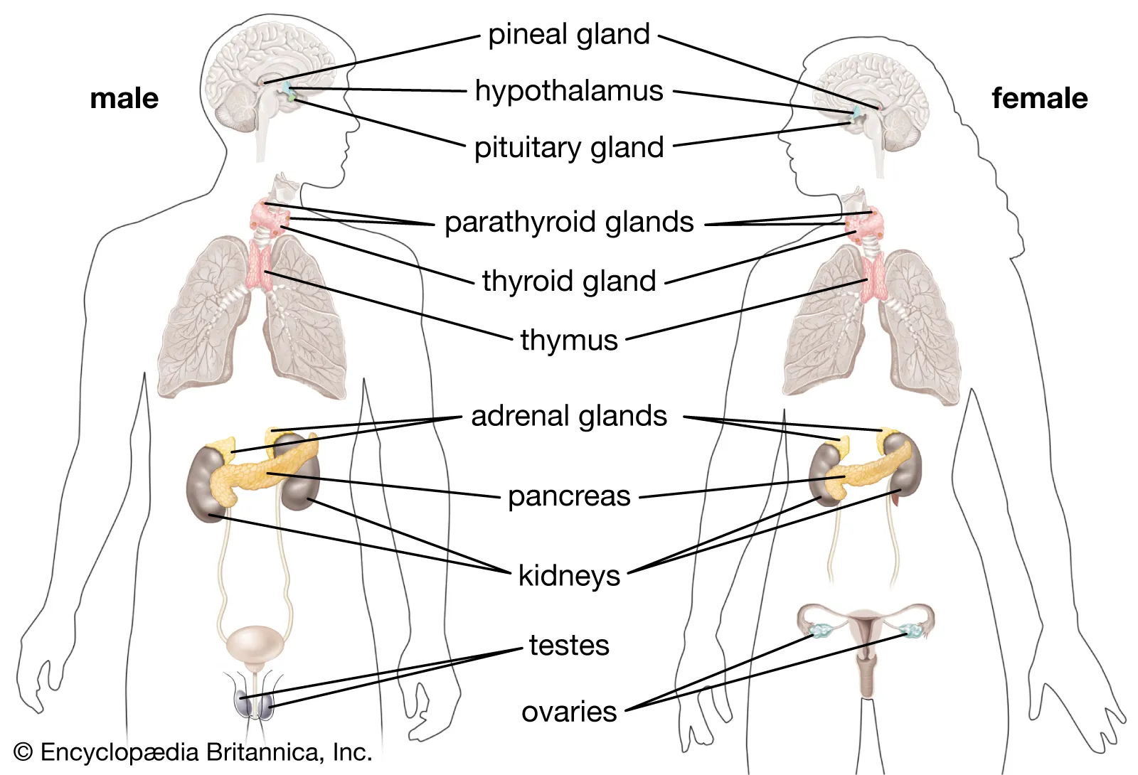 <p>Regulates cells using hormones, with wide effects and targets all cells</p>