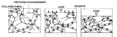 <p>indicate which image is showing</p><ul><li><p>creep </p></li><li><p>equilibrium </p></li><li><p>unloaded</p></li></ul><p></p>
