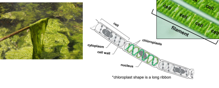 <p>In Charophytes, zygospores are formed during___ reproduction.</p>