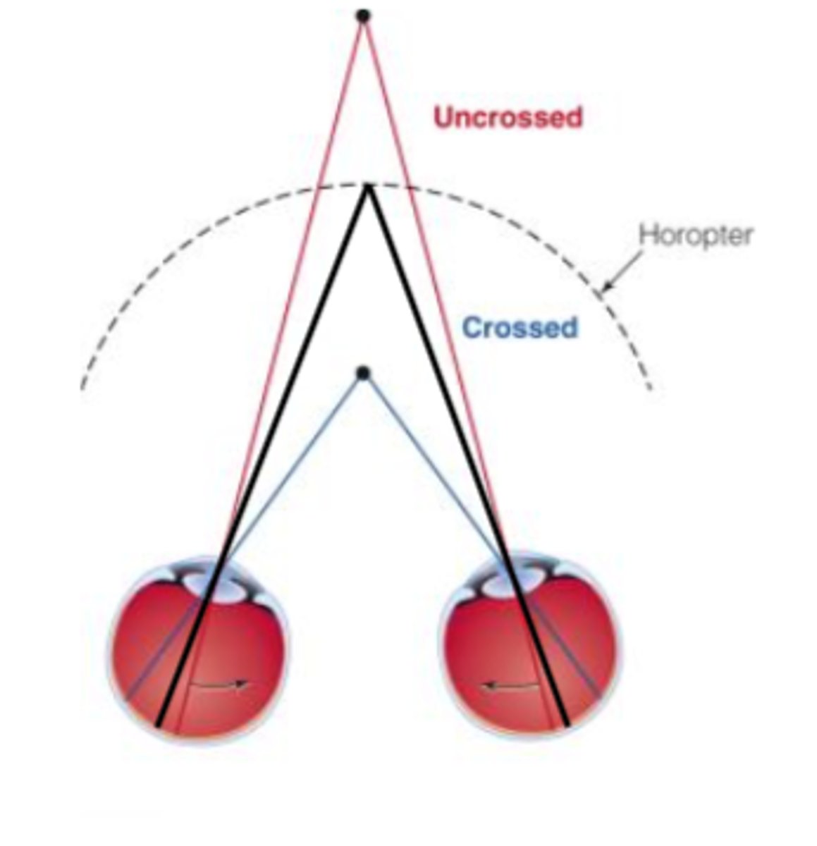 <p>A geometric concept stating that points on the retina of each eye where the monocular retinal images of a single object are formed are at the same distance from the fovea in each eye.</p>