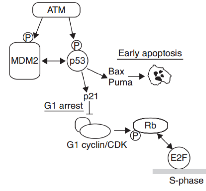 <p>p21 is a CDK inhibitor</p><ul><li><p>in a normal cell cycle, when G1 cyclin/CDK is activated by cdc25 phosphatase, it will phosphorylate the Rb protein</p><ul><li><p>as a result Rb protein lets go of the E2F transcription factor, so S-phase genes are created</p></li></ul></li><li><p>without E2F cell can’t enter S phse, so p21 ensures E2F is not activated</p></li></ul><p></p>