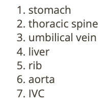 <p>a) rib</p>