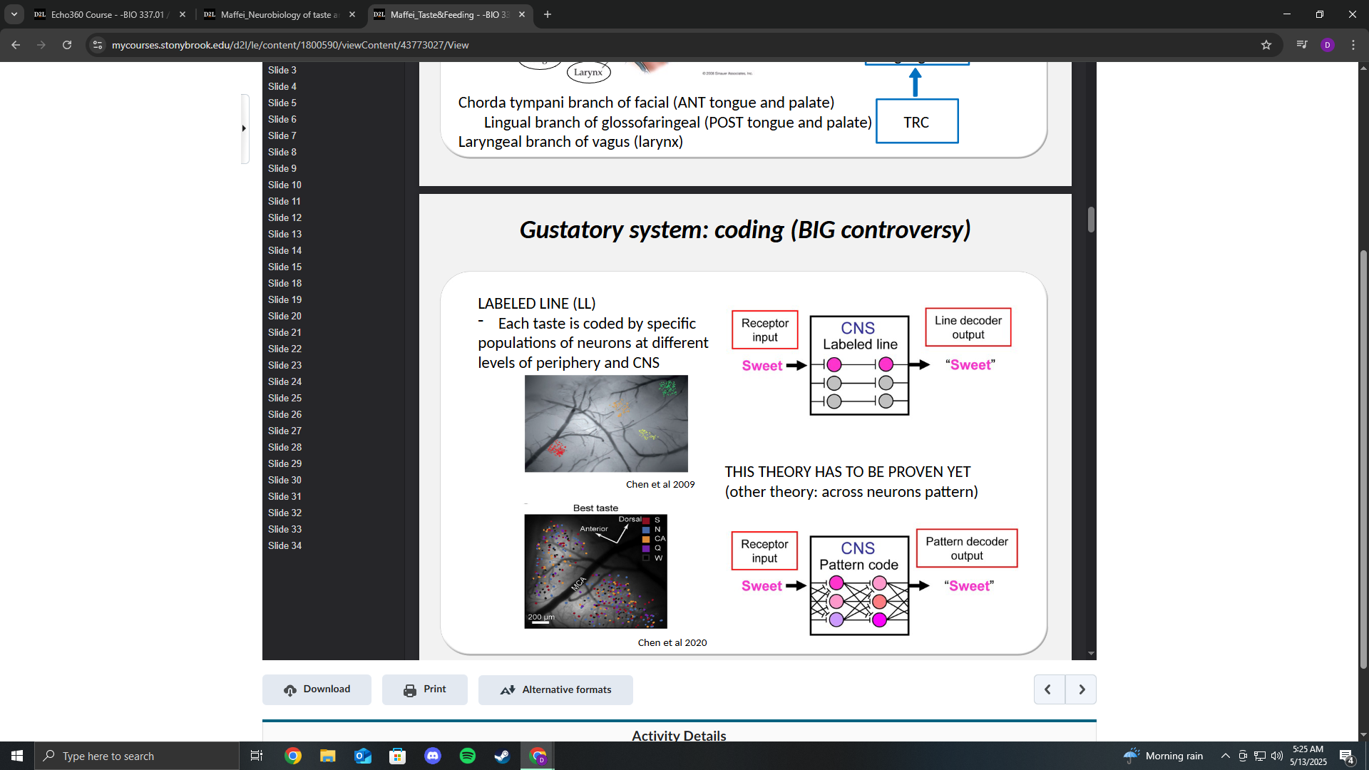 <p>Labeled line</p><ol><li><p>There are specific sweet neurons that get activated and transfer the signal to other sweet neurons in the CNS.</p></li></ol><p>Pattern Code</p><ol><li><p>Nonspecific neurons send signals to other neurons in a specific pattern to code sweet versus other flavors.</p></li></ol><p></p>