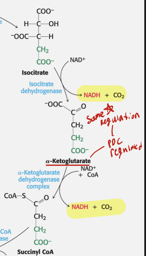 <p>Oxidative Phase</p><ul><li><p>Step 3</p><ul><li><p>Reactant: Isocitrate + NAD+</p></li><li><p>Enzyme: Isocitrate Dehydrogenase</p></li><li><p>alpha-ketoglutarate + NADH + CO2</p></li></ul></li></ul><p></p><ul><li><p>Step 4</p><ul><li><p>Reactant: alpha-ketoglutarate + NAD+ + CoA</p></li><li><p>Enzyme: alpha-ketoglutarate dehydrogenase complex</p></li><li><p>Product: Succinyl CoA + NADH + CO2</p></li></ul></li></ul><p></p>