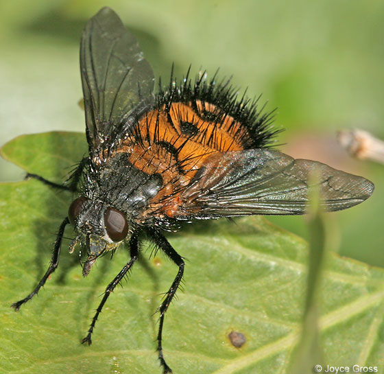 <p>Family: Tachinidae</p><p></p><p>Usually large and hairy</p><p>Arista bare</p><p>Postscutellum present and prominent</p>